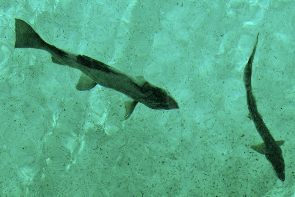 Kitch-iti-kipi Big Springs - freshwater spring in Manistique