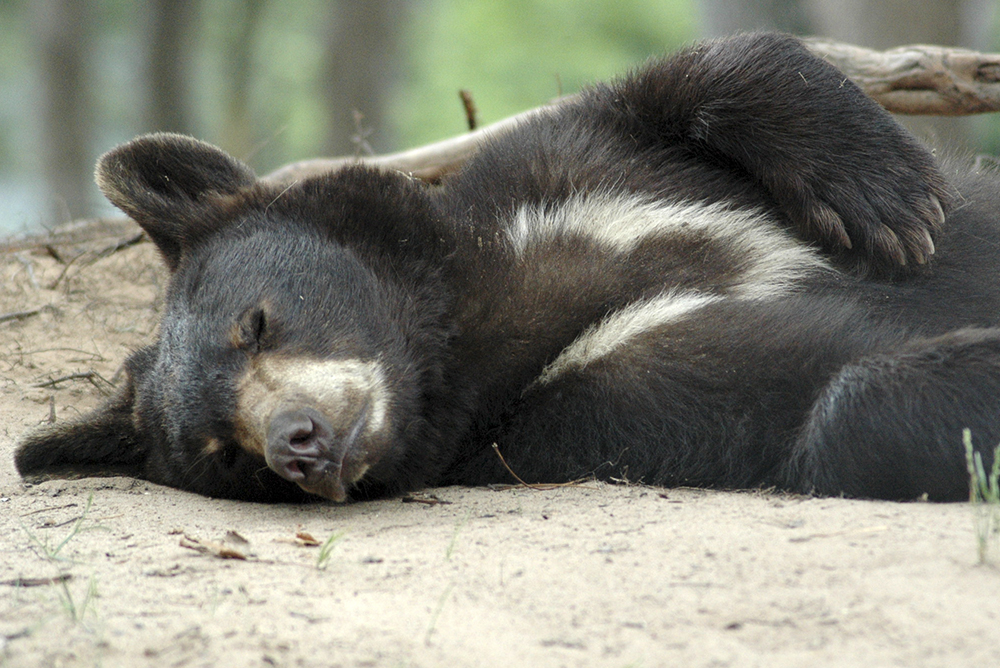 Oswalds Bear Ranch Sleeping little bear at the ranch.